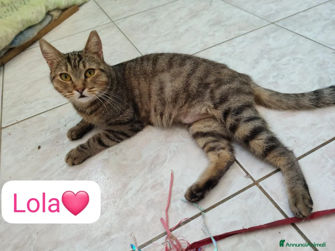 Meticcio gatti in regalo: Lola cerca casa,due anni di pura dolcezza  - Annuncio 2