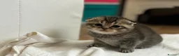 Scottish gatti in vendita: Vendesi scottish Fold/straight a Provincia di Pisa - Annuncio 4