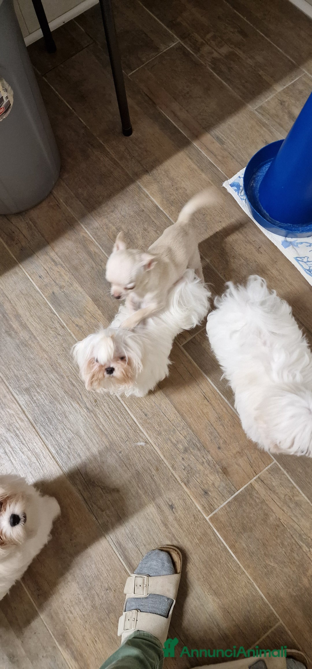 Maltese cani in vendita: Maltese maschietto - Immagine 3