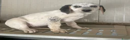 Meticcio cani in regalo: CHI ADOTTA SIRYA? a Città Metropolitana di Torino - Annuncio 7