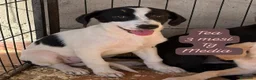 Meticcio cani in regalo: Meticci dolcissimi da salvare - Annuncio 6