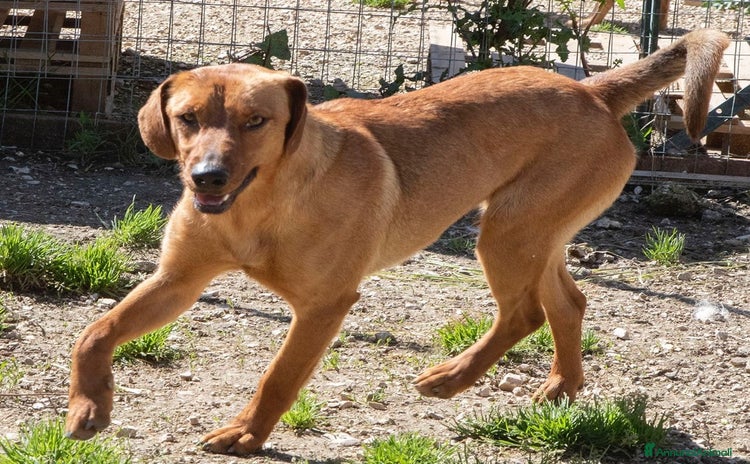 Meticcio cani - Annuncio 14
