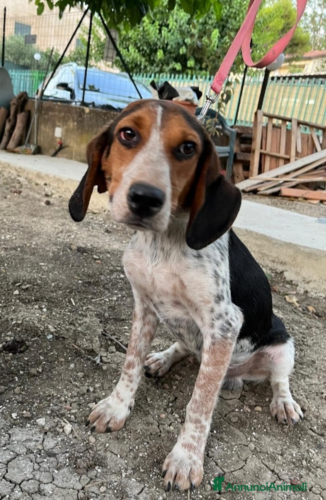 Meticcio cani in regalo: Mix Beagle 2anni kg12 aspetta da 1anno! SICILIA  a Città metropolitana di Milano - Annuncio 2