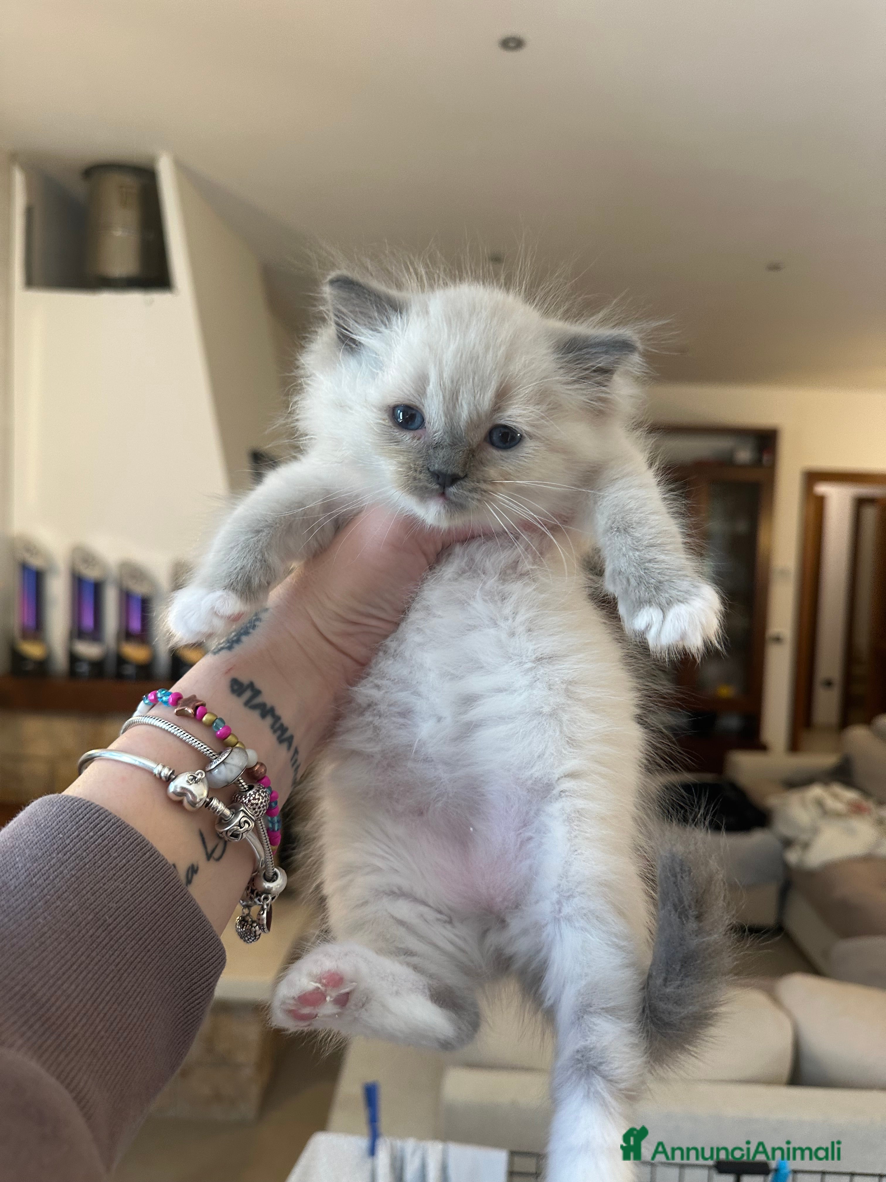 Ragdoll gatti Ragdoll cuccioli di 2 mesi - Annuncio 17