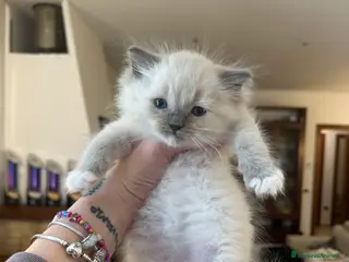 Ragdoll gatti Ragdoll cuccioli di 2 mesi - Annuncio 17