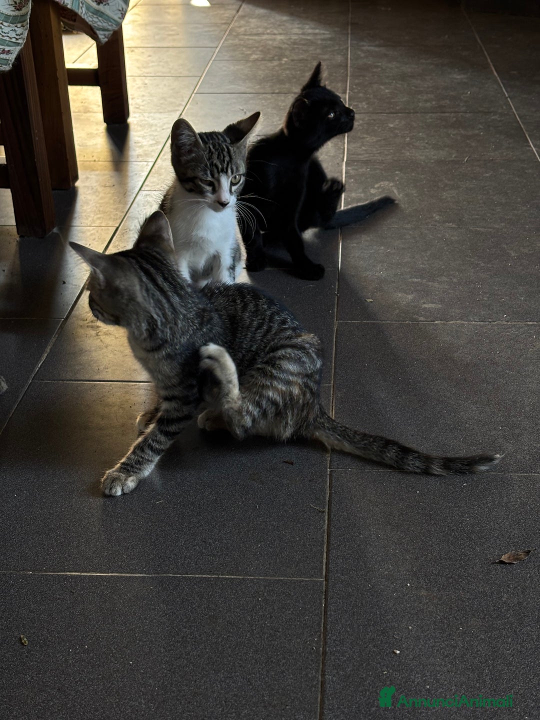 Altre razze gatti in vendita: 7 allegri batuffoli in cerca di casa a Province of Brescia - Immagine 32