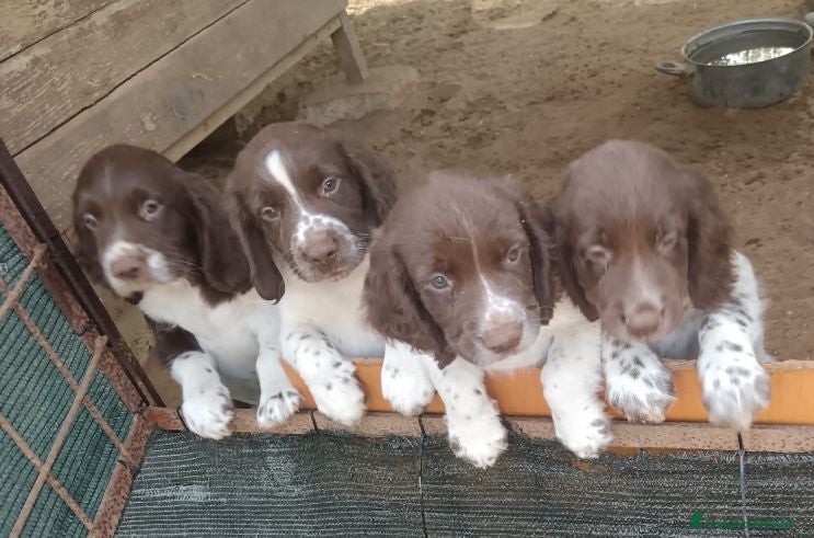 Springer Spaniel Inglese cani Springer Spaniel - Annuncio 2