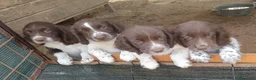 Springer Spaniel Inglese cani in vendita: Springer Spaniel - Annuncio 1