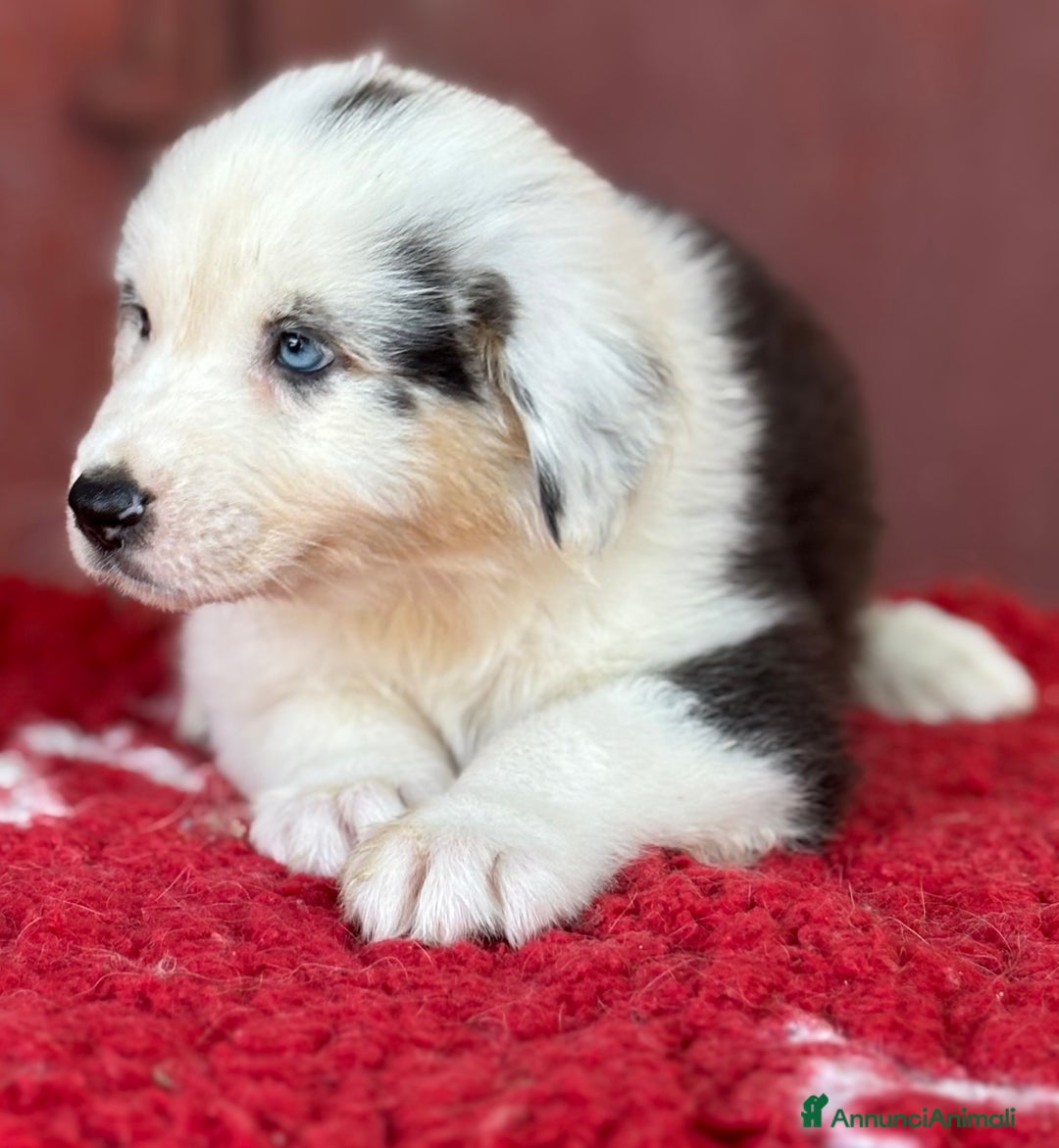 Australian Shepherd cani in vendita: Femmina Tricolor Black - Sunny  a Provincia di Vicenza - Immagine 2