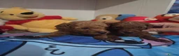 Barboncino cani in vendita: Barboncini red e albicocca - Annuncio 1