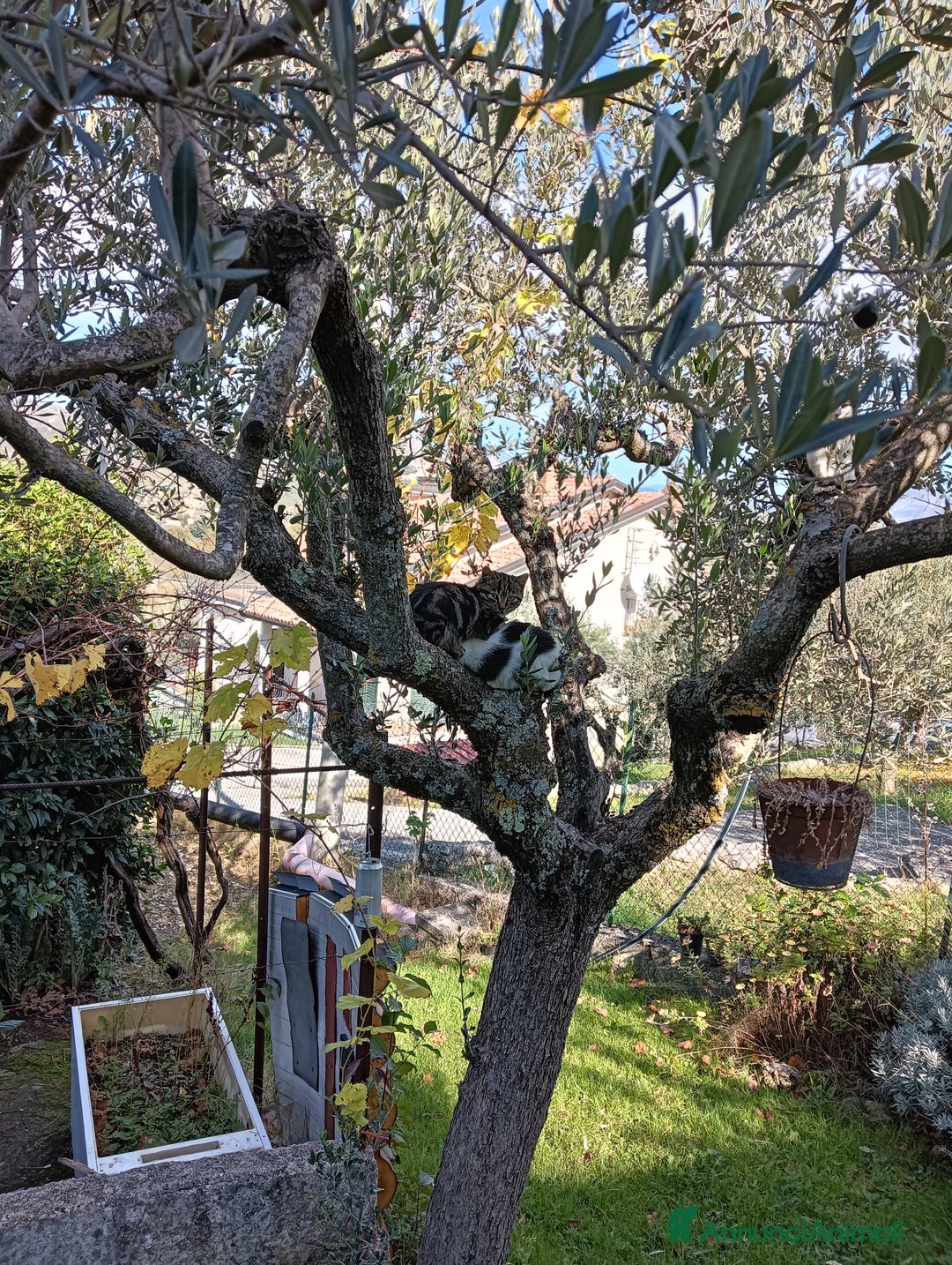 Europeo gatti in regalo: Gatti ni  - Annuncio 5