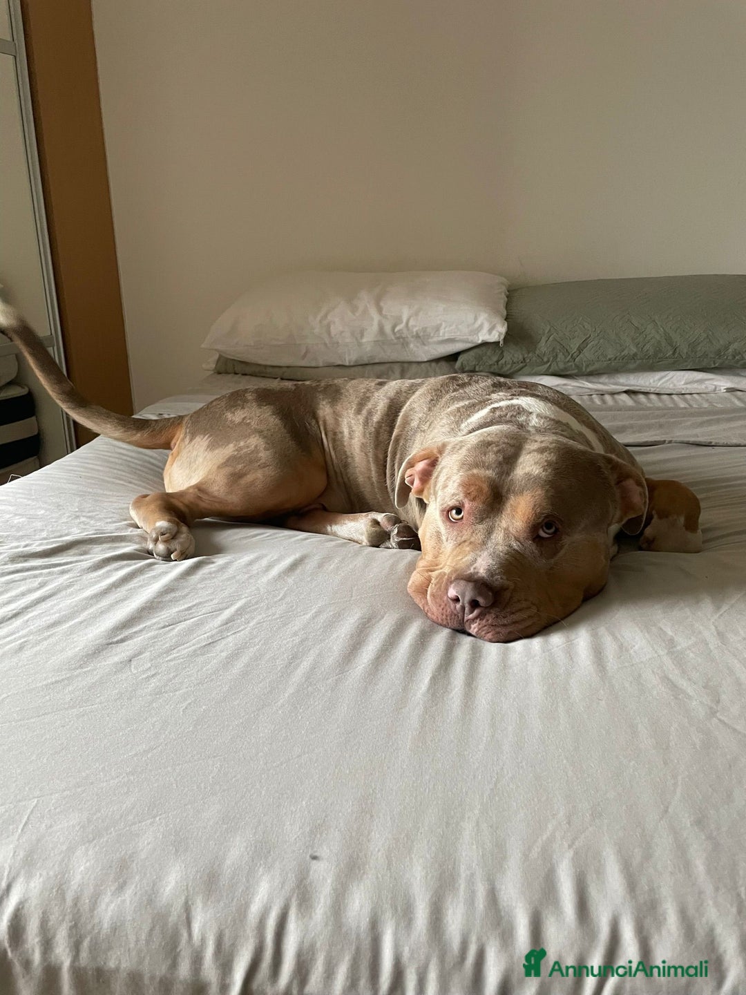 American Bully cani per accoppiamento: Rocco pronto per Monta - Annuncio 3