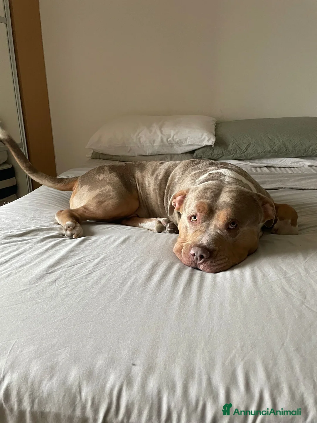 American Bully cani per accoppiamento: Rocco pronto per Monta - Annuncio 3