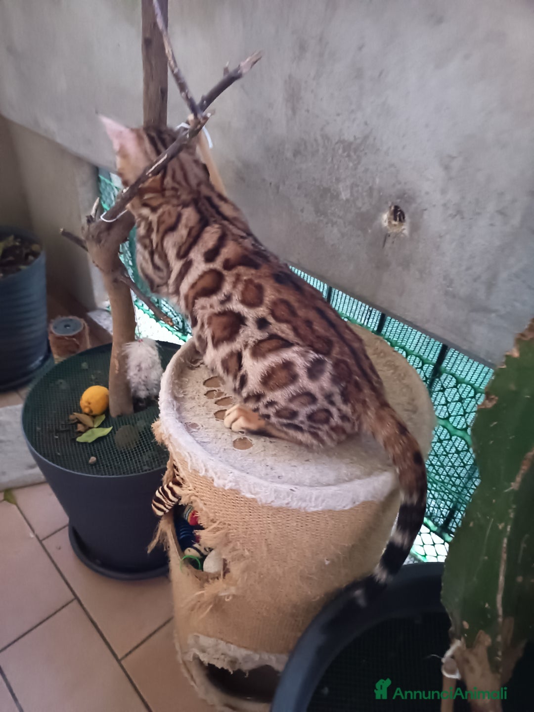 Bengala gatti in vendita: cucioli bengala  - Annuncio 12