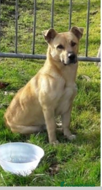 Meticcio cani Red 4anni zampette corte in canile ROMA a Città metropolitana di Milano - Annuncio 8