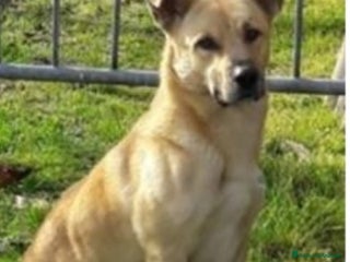 Meticcio cani Red 4anni zampette corte in canile ROMA a Città metropolitana di Milano - Annuncio 8