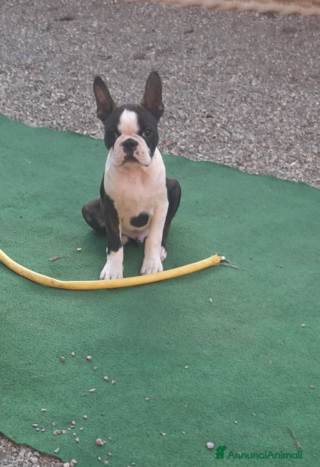 Boston Terrier cani in vendita: Cuccioli di Boston terrier con pedigree  - Annuncio 7