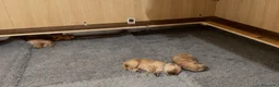 Golden Retriever cani in vendita:  alta genealogia 5 stelle" - Annuncio 6