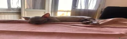 Sphynx gatti in vendita: Cuccioli sphynx - Annuncio 3