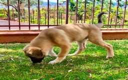 Pastore dell’Anatolia cani in regalo: Adozione splendido cucciolo 3 mesi taglia grande a Città Metropolitana di Torino - Immagine 7