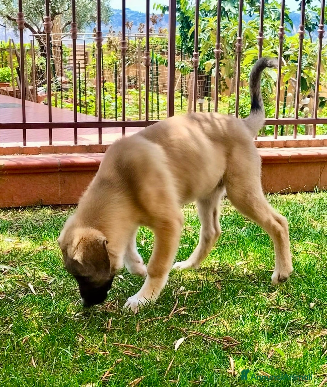 Pastore dell’Anatolia cani in regalo: Adozione splendido cucciolo 3 mesi taglia grande a Città Metropolitana di Torino - Immagine 7