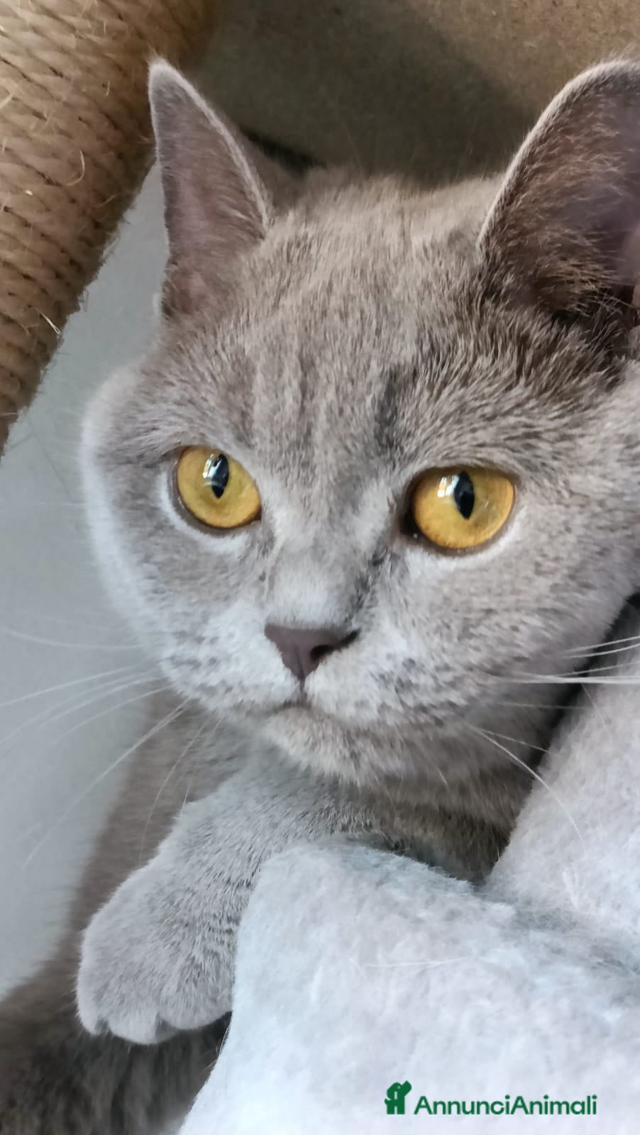 Scottish gatti Scottish  - Annuncio 18