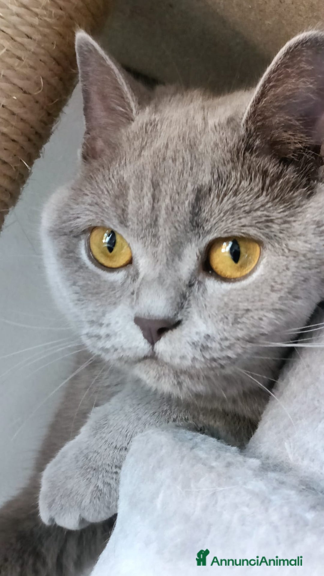 Scottish gatti per accoppiamento: Scottish  - Annuncio 1