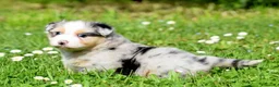 Australian Shepherd cani in vendita: AUSTRALIAN SHEPHERD a Provincia di Padova - Annuncio 20