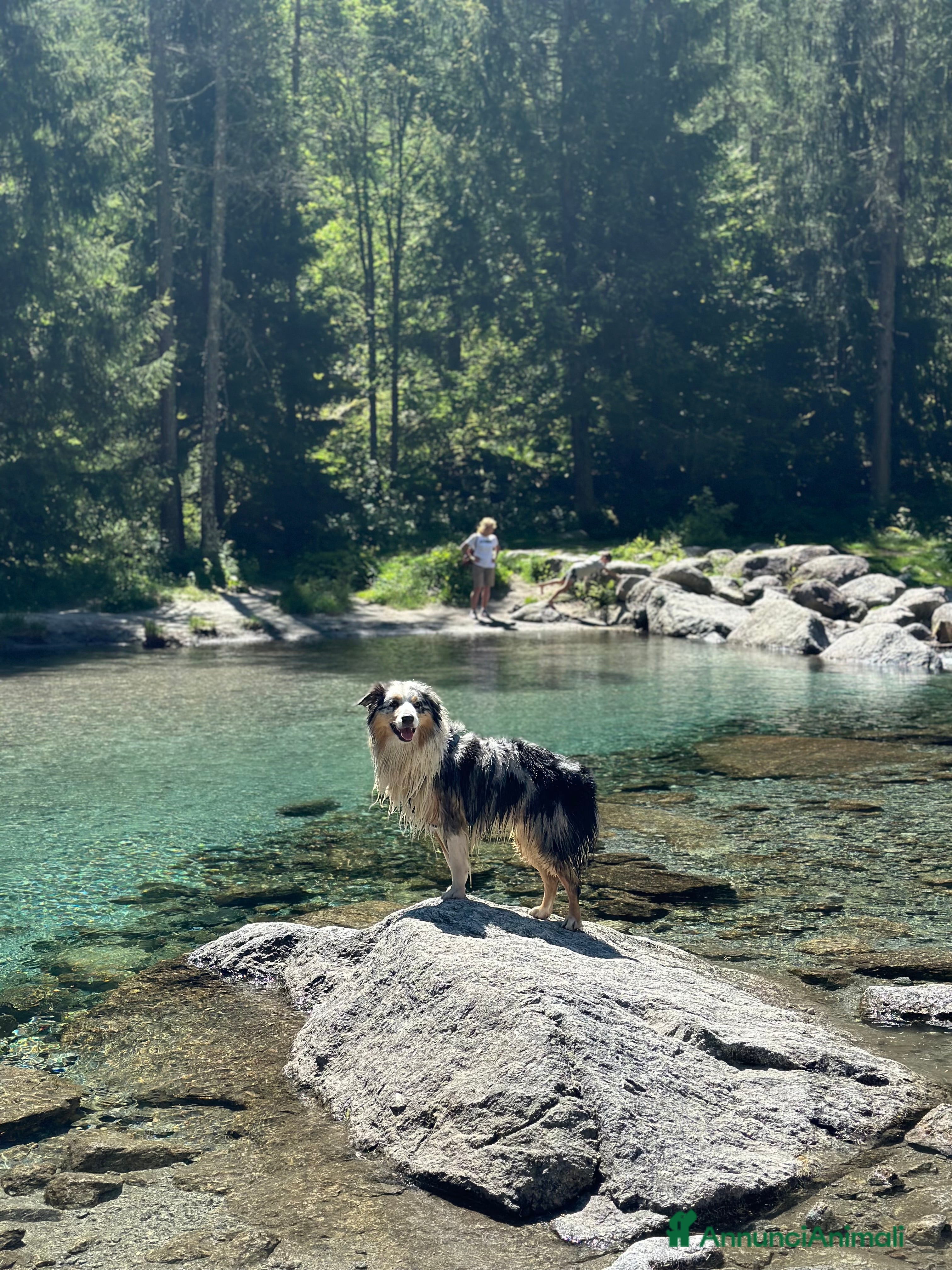 Australian Shepherd cani Australian Sheperd Blu merle con pedigree. - Annuncio 1