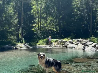 Australian Shepherd cani Australian Sheperd Blu merle con pedigree. - Annuncio 1
