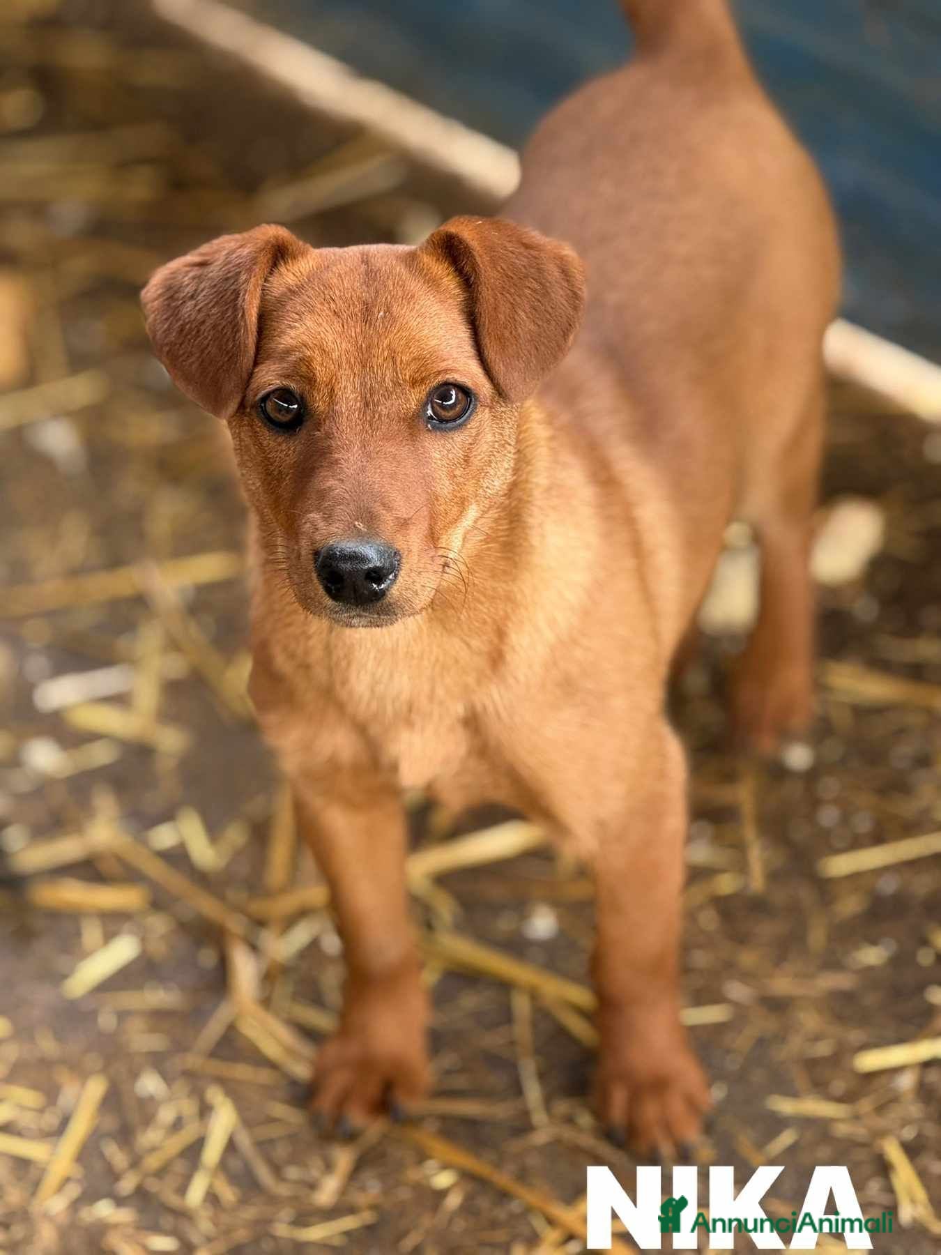 Meticcio cani NIKITA, trottolina coccolona! TG PICCOLA - Annuncio 6