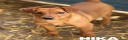 Meticcio cani in regalo: NIKITA, trottolina coccolona! TG PICCOLA - Annuncio 1