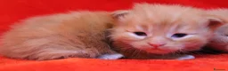 Maine Coon gatti in vendita: Cuccioli maine coon  a Provincia di Vicenza - Annuncio 2