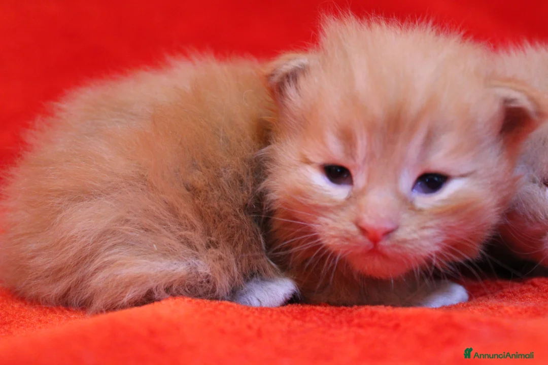 Maine Coon gatti in vendita: Cuccioli maine coon  a Provincia di Vicenza - Annuncio 2
