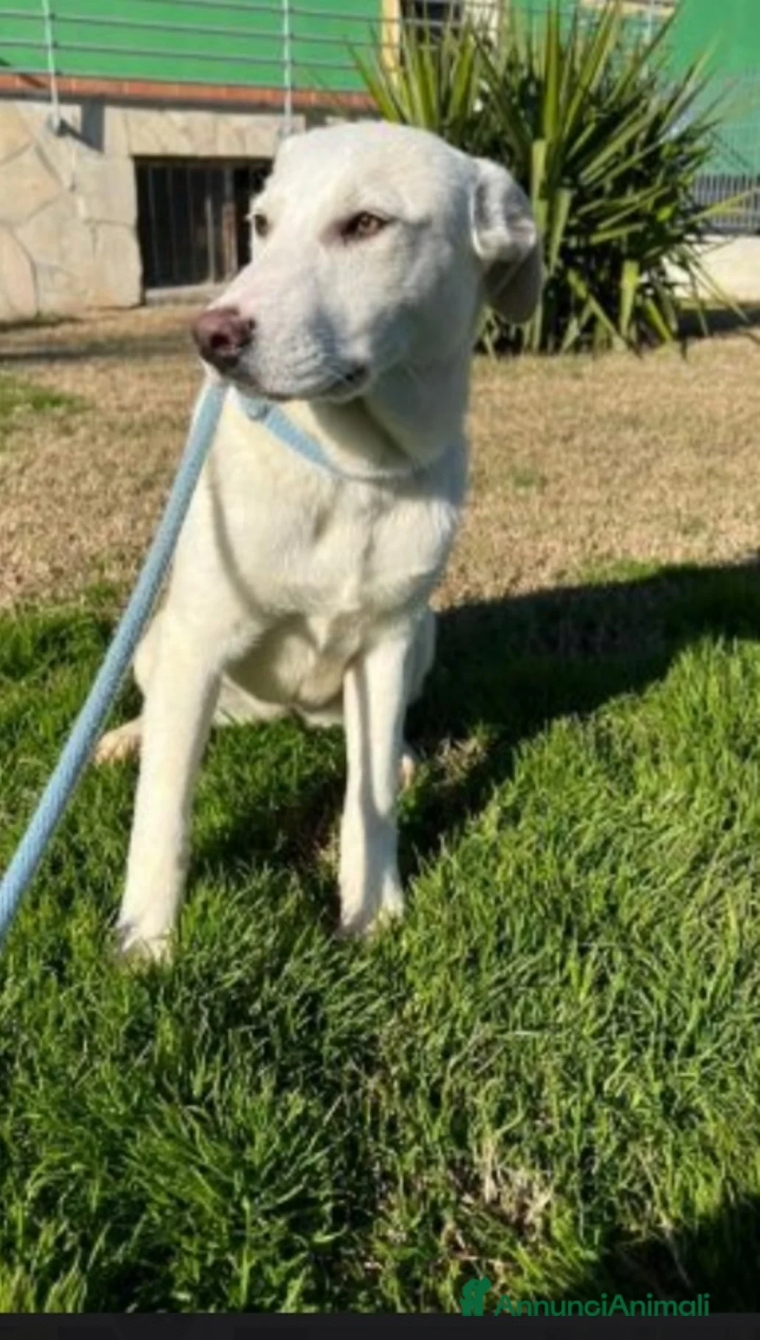 Meticcio cani in regalo: Mix Labrador femmina 3anni da sempre in box.MATERA a Città metropolitana di Milano - Annuncio 1