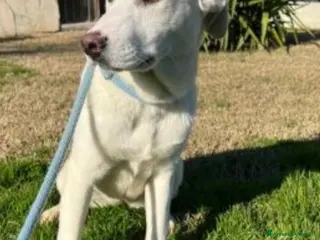 Meticcio cani Mix Labrador femmina 3anni da sempre in box.MATERA - Annuncio 12