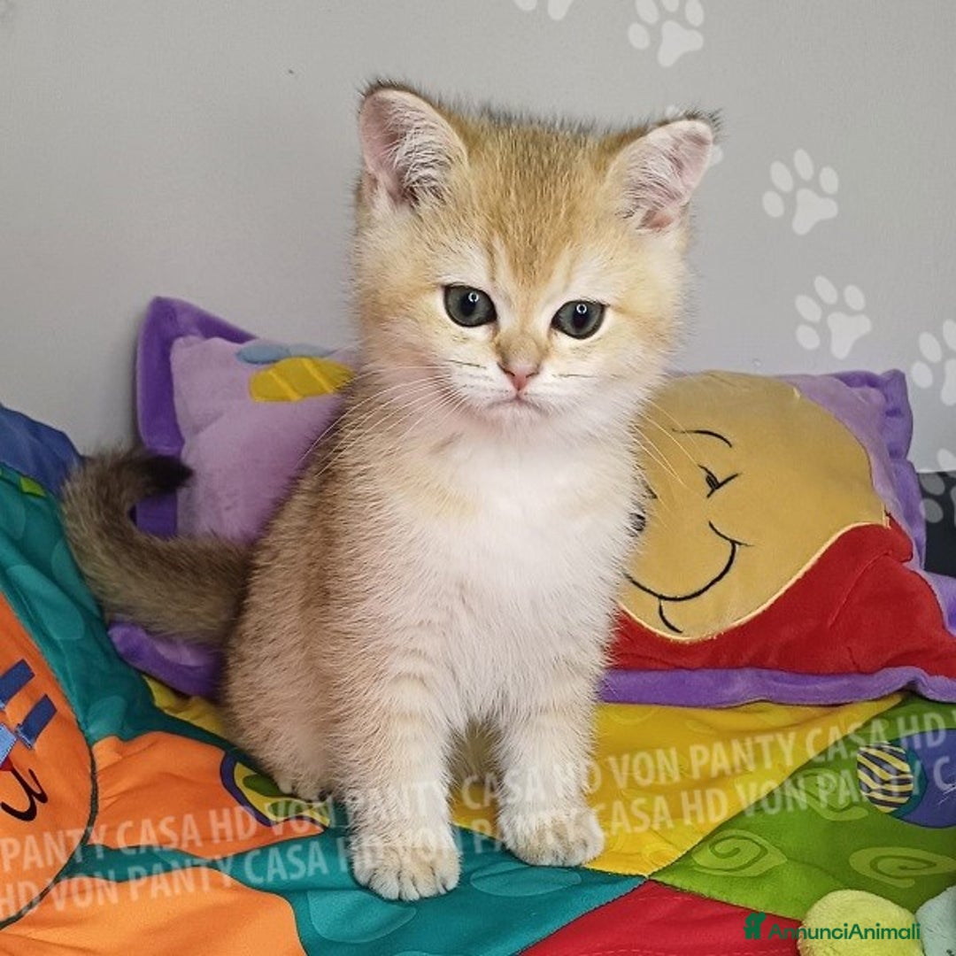 Scottish gatti in vendita: Cucciolo Scottish Straight a Villafranca di Verona - Immagine 4