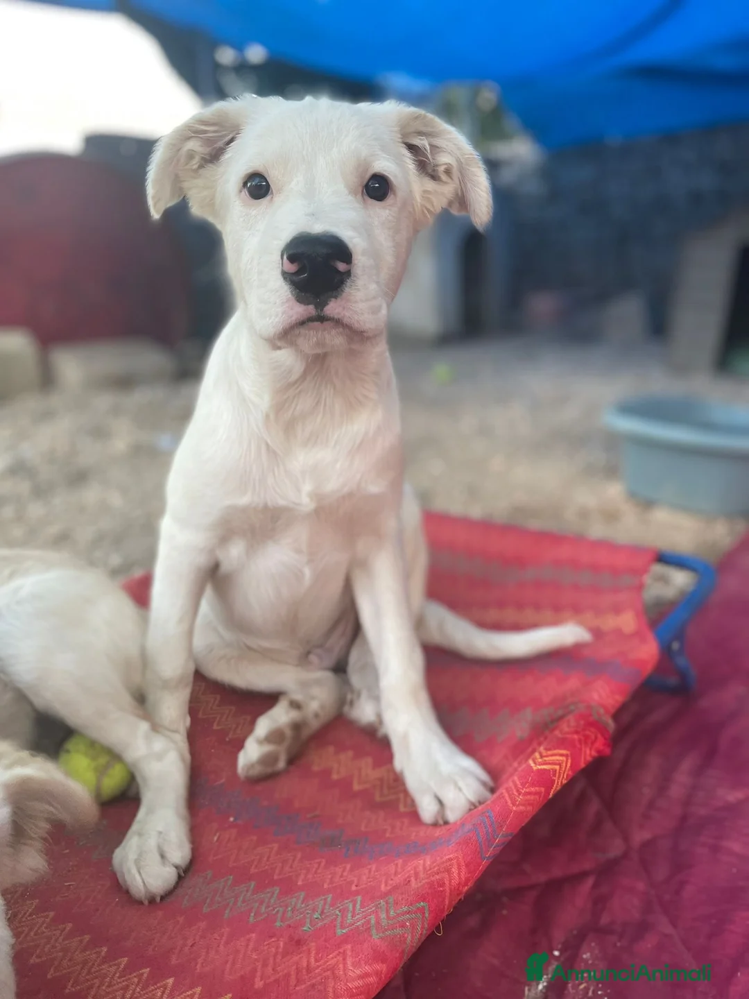 Meticcio cani in regalo: DOLCISSIMI FRATELLINI - Annuncio 14