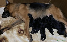 Pastore Tedesco cani in vendita: cuccioli di pastore tedesco a Città metropolitana di Roma Capitale - Immagine 6