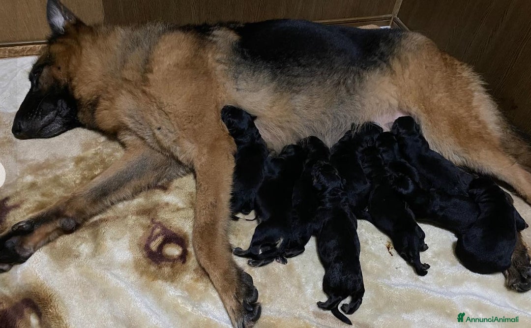 Pastore Tedesco cani in vendita: cuccioli di pastore tedesco a Città metropolitana di Roma Capitale - Immagine 6