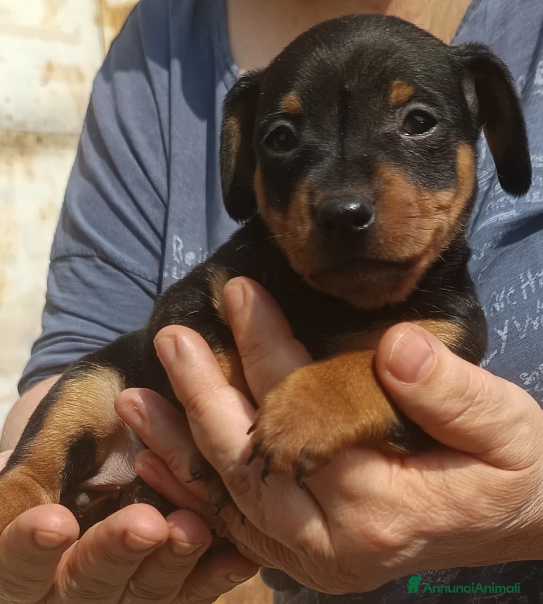 Pinscher Miniatura cani in vendita: Pinscher nano maschio pedigree ENCI  - Annuncio 1