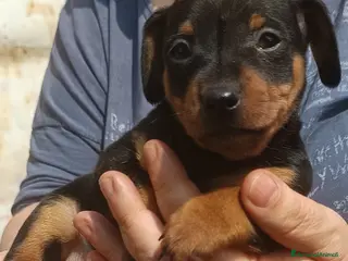 Pinscher Miniatura cani Pinscher nano maschio pedigree ENCI - Annuncio 9