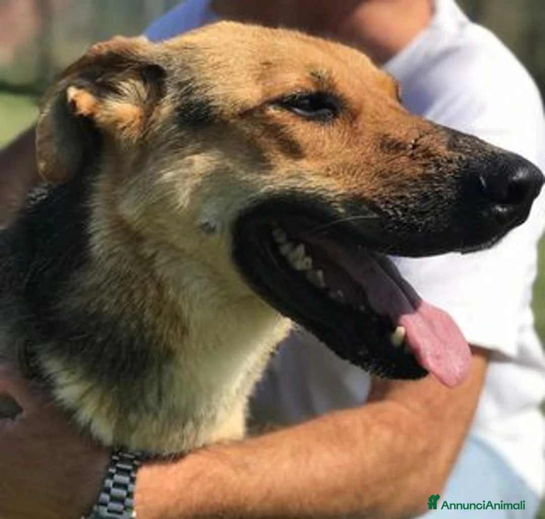 Meticcio cani in regalo: TINA la dolcissima pastorella - in adozione a Provincia di Latina - Annuncio 1