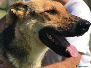 Meticcio cani TINA la dolcissima pastorella - in adozione a Provincia di Latina - Annuncio 16