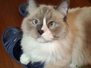 Ragdoll gatti Ragdoll maschio disponibile per monta - Annuncio 2