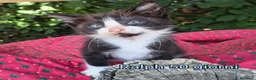 Altre razze gatti in regalo: MICINI, URGENTE!!! TEMPO SCADUTO  a Provincia di Arezzo - Annuncio 8