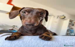 Bassotto cani per accoppiamento: 🐾 CERCO BASSOTTA PER ACCOPPIAMENTO – TOSCANA 🐾 - Immagine 1