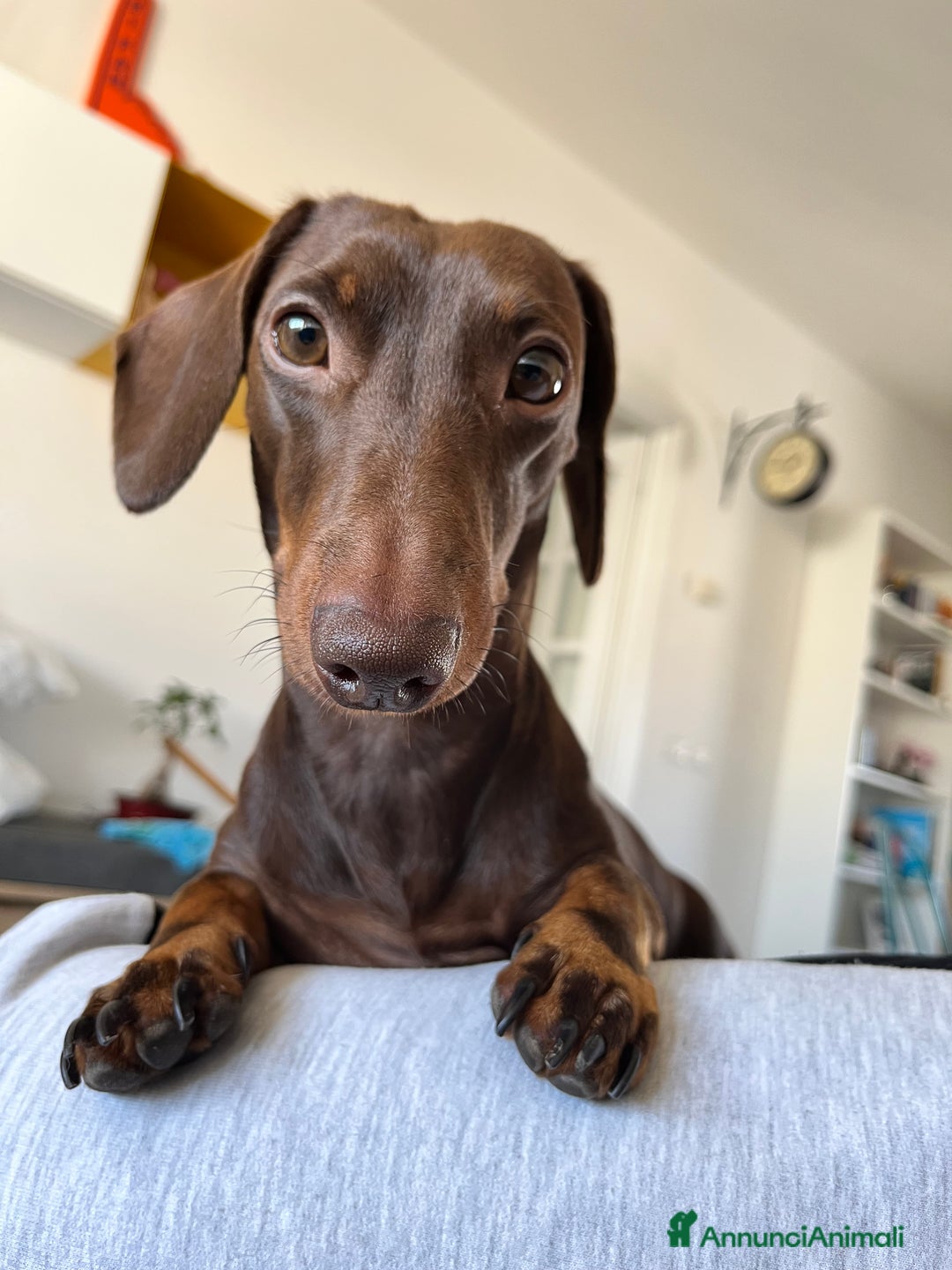 Bassotto cani per accoppiamento: 🐾 CERCO BASSOTTA PER ACCOPPIAMENTO – TOSCANA 🐾 - Immagine 1