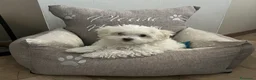 Maltese cani in vendita: Cuccioli Maltese toy - Annuncio 11
