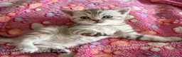 Scottish gatti in vendita: Cuccioli Scottish Fold e Straight con Pedigree - Annuncio 1